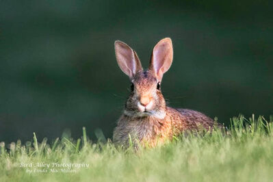 Keywords: bunny,rabit,animal,easter