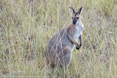 Keywords: kangaroo