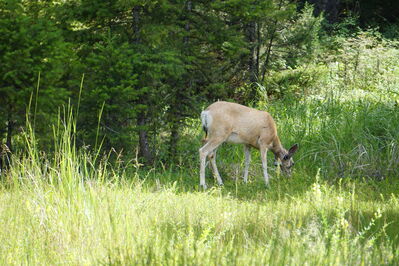 Keywords: painting a deer eating grass