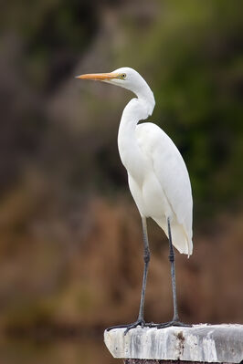 Keywords: painting a standing crane- part 1,painting a standing crane- part 2,painting a standing crane- part 3