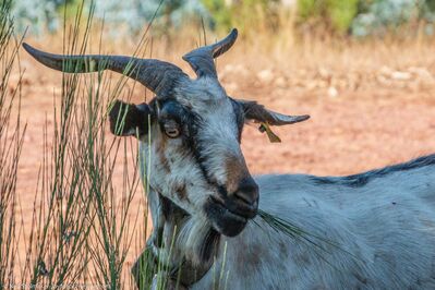 Farm_Goats
