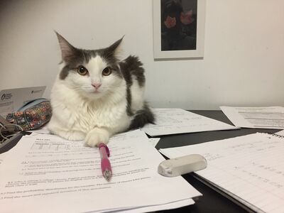 Keywords: cat,white cat,cat on desk,sitting cat,papers,painting cats whiskers