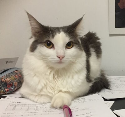 Keywords: cat,white cat,cat on desk,sitting cat,papers,painting cats whiskers