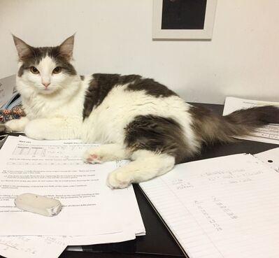 Keywords: cat,white cat,cat on desk,sitting cat,papers