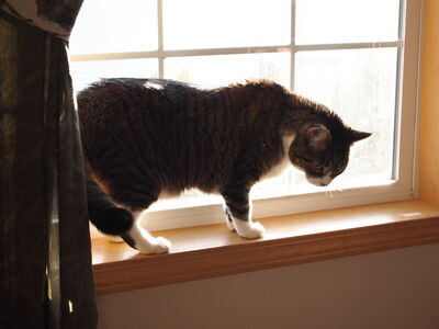 Keywords: painting a cat on a window sill,black cat