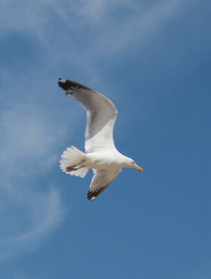 Keywords: painting of a seagull in flight