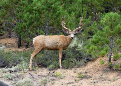 Keywords: Colorado,deer