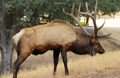 Keywords: elk from Randy Weinstein 