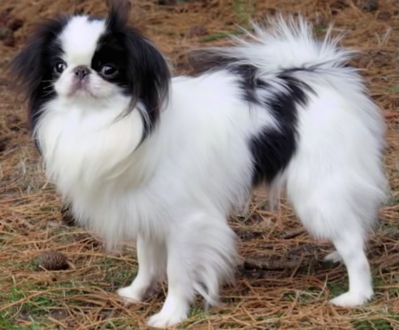 Keywords: painting a dog with a Christmas hat on