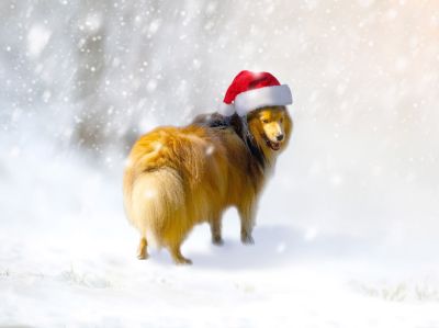 Shetland-Sheepdog_christmas
