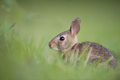 Keywords: animal,rabbit,bunny