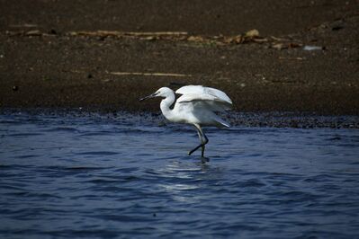 Keywords: bird,white bird,bird standing in water,white bird standing in water,preparing to fly,flapping wings,blue water