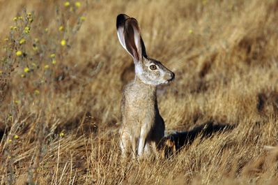 Keywords: jackrabbit,rabbit