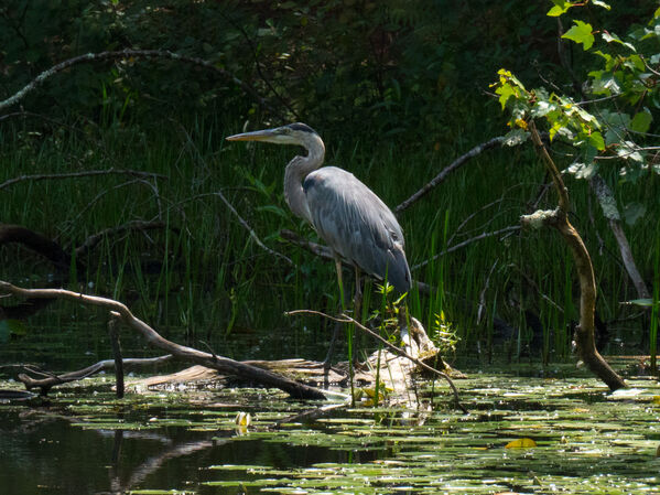 Keywords: bird,bird standing,blue heron,heron in shadow,painting a blue heron,quick sketches using vine charcoal and a kneaded eraser