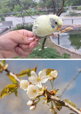 Keywords: bird on a flower trees