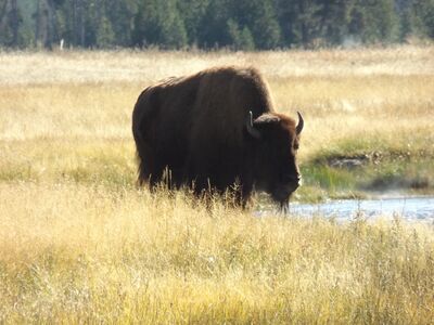 Keywords: acrylic painting of a bison - part 1,acrylic painting of a bison - part 2,acrylic painting of a bison again