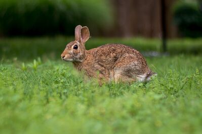 Keywords: animal,rabbit,bunny