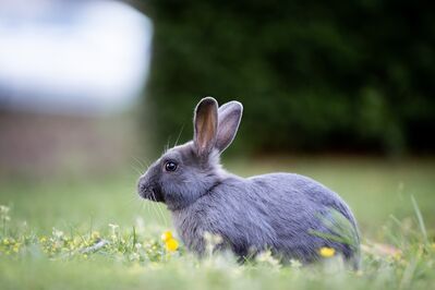 Keywords: animal,rabbit,bunny