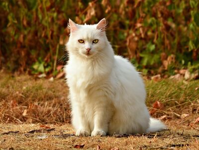 Keywords: fur,cat,animal,white cat,How to paint animal fur - painting a white cat in watercolor - 36:26,12-week Watercolor class 5 part 1 (March 4 2021) - 50:59,12-week Watercolor class 5 part 2 (March 4 2021) - 1:43:24,How to painting a white cat in watercolor