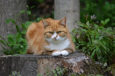 Keywords: cat,ginger cat,cat on fence,fence,cat sitting on fence,white paws,orange cat