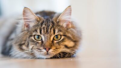 Keywords: cat,tiger cat,cat with yellow eyes,staring,cat lying down