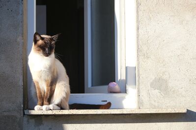 cat outside window
