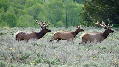 Keywords: animal,deer,grass,herd,elk