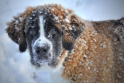 Keywords: dog,snow