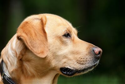 Keywords: dog,profile side view,Labrador