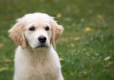 Keywords: dog,white dog,puppy