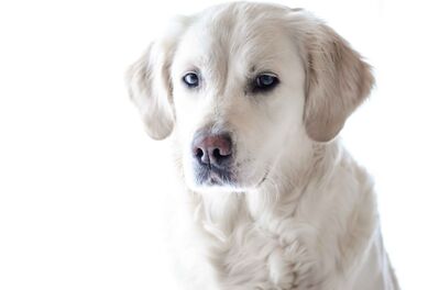 Keywords: dog,white dog,black nose,short-haired,retriever