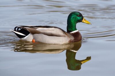 Keywords: duck,bird,swim,mallard,male,Drawing techniques for a duck using graphite - 48:15,Watercolor painting for a Purpose - Servant&#039;s Heart fundraiser - 36:14,Watercolor painting of a duck with reflection - 48:34