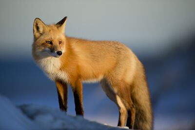 Keywords: fox,animal,fox in snow,fur,red fox,red,painting of a fox