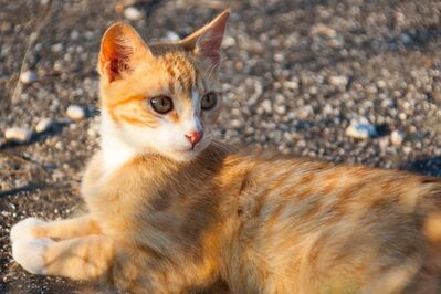 Keywords: cat,ginger cat,cat on the ground,ground,cat lyingon ground,white paws,orange cat