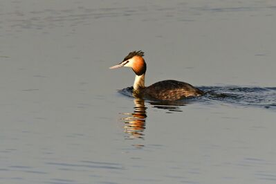 Keywords: bird,swimming,great crested grebe