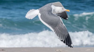 Keywords: gull,seagull,solitary bird,ocean,flying