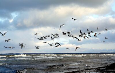 Keywords: beach,birds,flying birds,sky