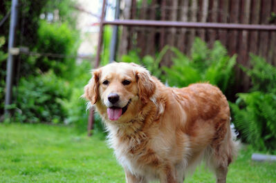 Keywords: dog,golden retriever,happy,outside,grass,adult dog