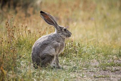 Keywords: animal,rabbit,bunny