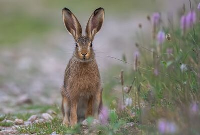 Keywords: animal,rabbit,bunny