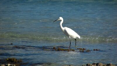 Keywords: heron,bird,waterbird,bird standing,bird standing in water,sunny