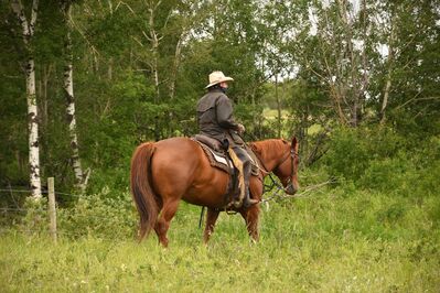 Keywords: animal,horse,rider,tall grass,trees