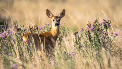 Keywords: deer,animal,grass,doe,ears,field,alert,painting a deer with its head up