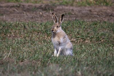 Keywords: bunny,rabbit,animal