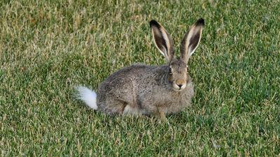 Keywords: jackrabbit,rabbit