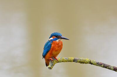 Keywords: kingfisher,bird,Watercolor painting of an exotic bird kingfisher - 40:25