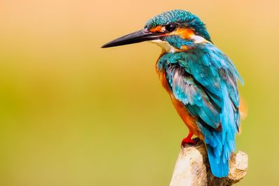 Keywords: kingfisher,bird,blue bird