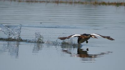 Keywords: brid,taking off