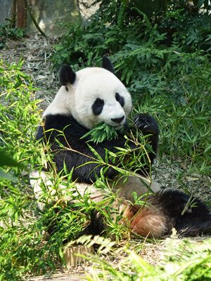 Keywords: painting a panda for a bookmark