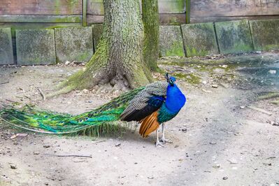 Keywords: peacock,bird